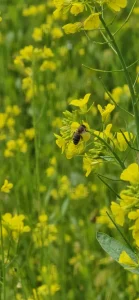 Gorczyca biała