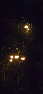 lampki pszczele 1