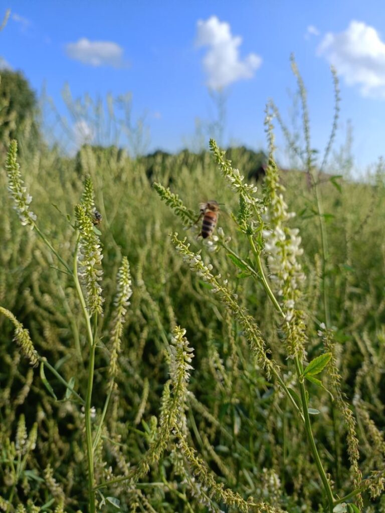 Pszczoła miodna na kwiatach nostrzyka białego - sierpień 2025