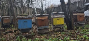 Pasieka w listopadzie