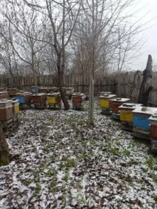 Pasieka w grudniu