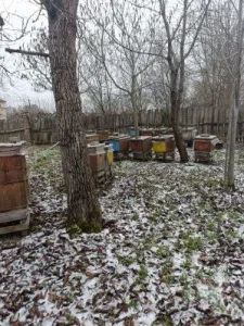 Pasieka w grudniu