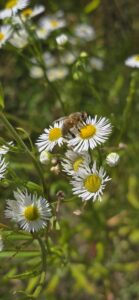 Pszczoła na stokrotce