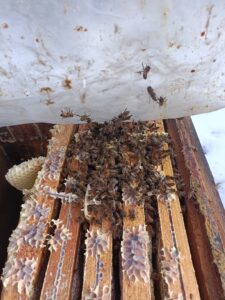 Pszczoły w ulu podczas sprawdzania