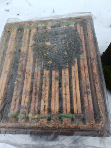 Pszczoły w ulu podczas sprawdzania