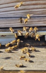 Oblot pszczół w dniu 27.02.26