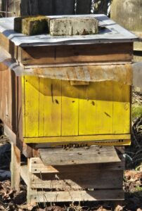 Oblot pszczół w dniu 27.02.26