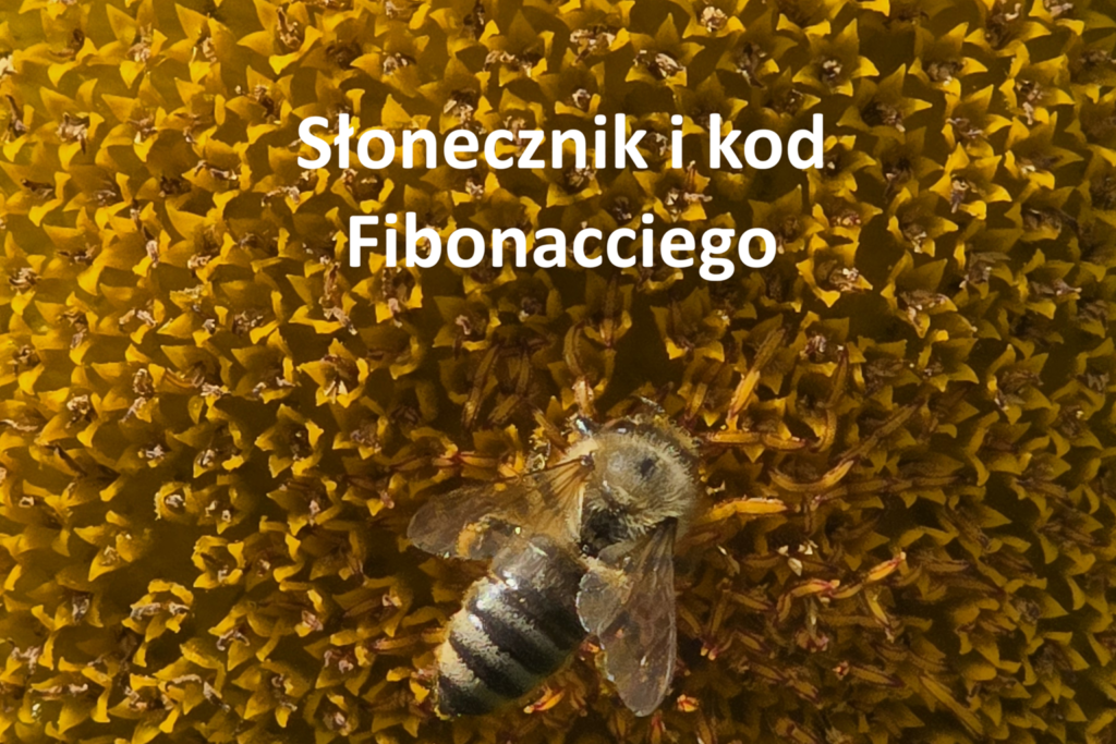 Słonecznik kod Fibonacciego