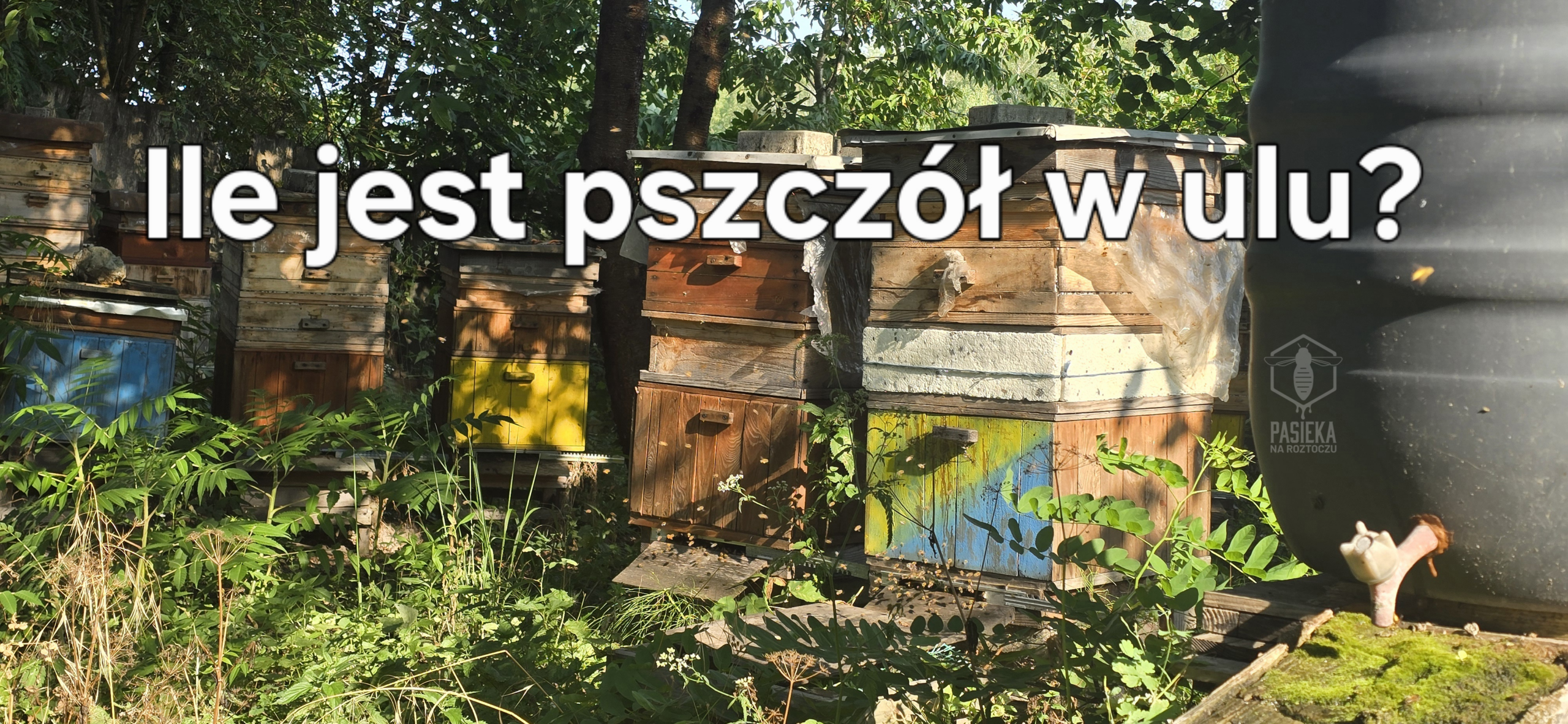 Ile jest pszczół w ulu - Pasieka na Roztoczu