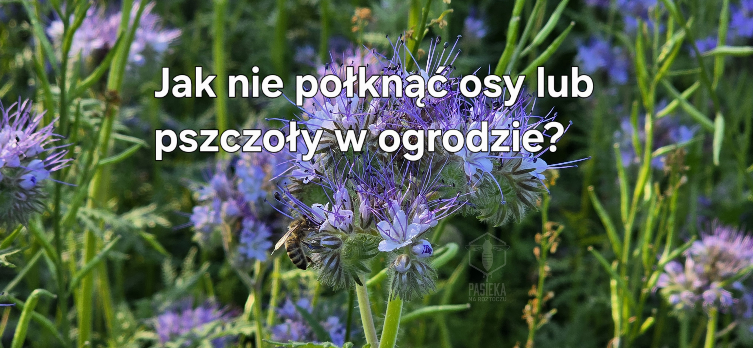 Jak nie połknąć osy lub pszczoły w ogrodzie 5 prostych zasad - Pasieka na Roztoczu