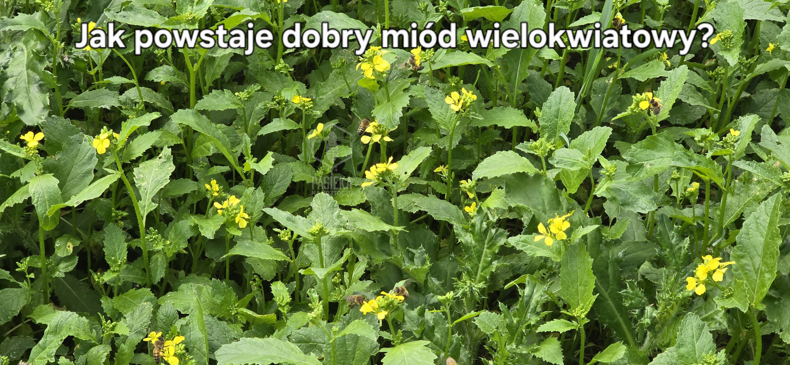 Kwitnąca dzika gorczyca, na której pracują pszczoły, ilustrująca opowieść o tym, jak powstaje dobry miód wielokwiatowy.